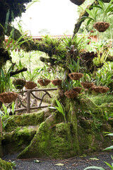 Vara Blanca, Costa Rica - November 14, 2024 - orchid garden in the La Paz Waterfall Gardens Nature Park