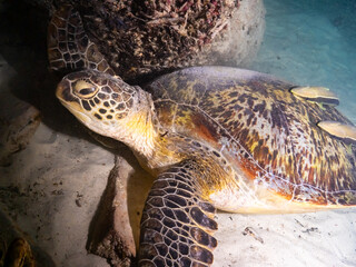Obraz premium Green turtle (Chelonia mydas).