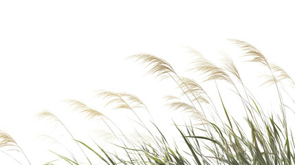 Green grass in the wind transparent background