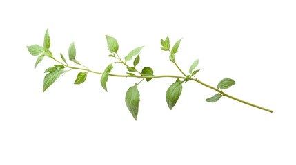 Fototapeta premium Green twig transparent background