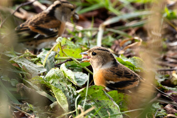 Ein weiblicher Bergfink (Fringilla montifringilla) frißt auf dem Boden