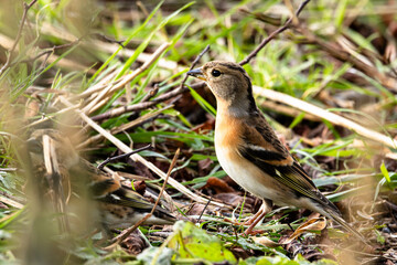 Ein weiblicher Bergfink (Fringilla montifringilla) frißt auf dem Boden