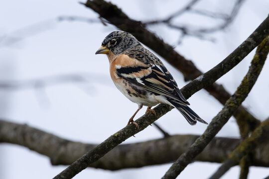 Ein m&auml;nnlicher Bergfink (Fringilla montifringilla) sitzt auf einem Ast