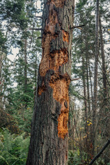 bark of tree picked apart by a woodpecker
