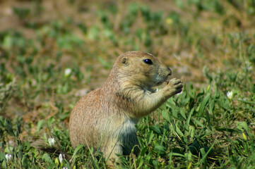 prairie dog sitting