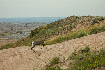 Bighorn sheep in Badlands National Park, South Dakota