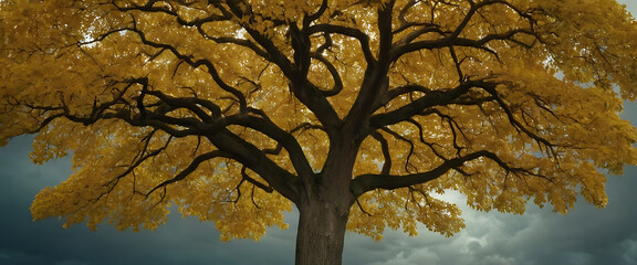 Fototapeta premium golden autumn tree standing majestically in sunlight