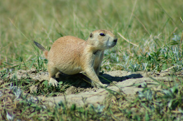 prairie dog in the grass