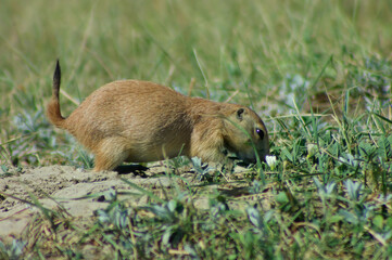 prairie dog in the grass
