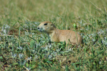 prairie dog in the grass