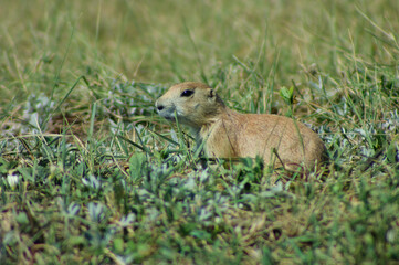 prairie dog in the grass