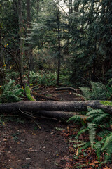 forest in autumn with fallen trees across path