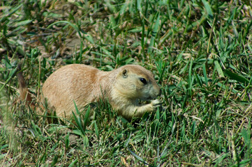 prairie dog in the grass