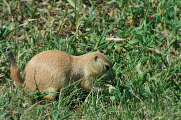 prairie dog in the grass
