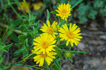 Obraz premium Close up of hairy goldenaster