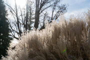 Gräser mit verschwommenem Hintergrund