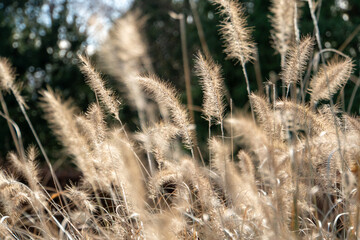 Gräser mit verschwommenem Hintergrund