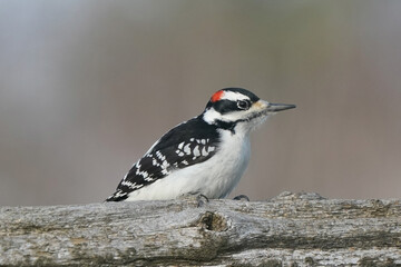 Hairy Woodpecker