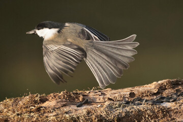 Chickadee in late fall © Janet