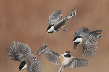 Chickadee in late fall