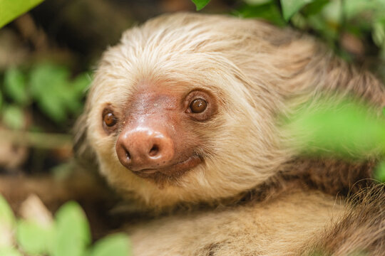 Portrait of a Sloth Bear 
