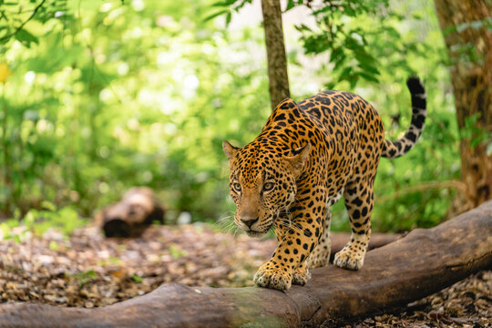 Jaguar walking in the jungle 