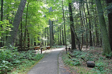 Hartwick State Park in Michigan has an old growth forest, and preserved buildings from the logging industry a century ago.  Easy to walk trails in the shade of ancient trees.