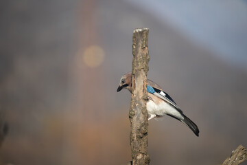 ucelli in volo