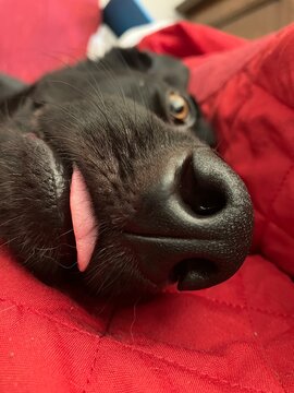 Black dog nose close up with tongue out