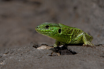 lizard on a tree