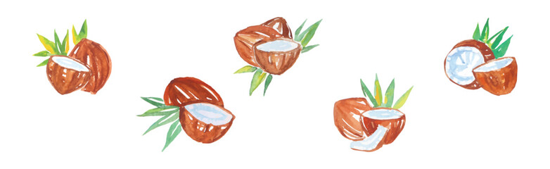 Coconut Watercolor as Summer Beach Plant Painting Vector Set