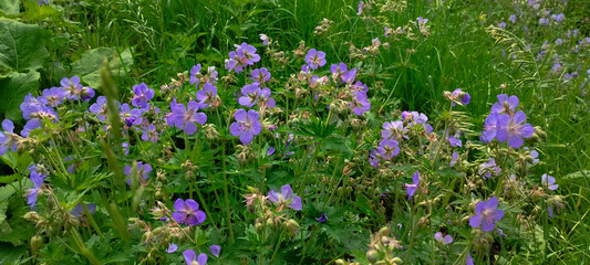 The meadow geranium flower in a green clearing. A meadow flower with blue flowers. Blue green background with flowers.