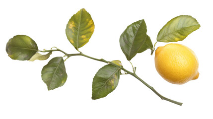 Lemon transparent background