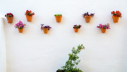 Flower pots hanging on a white plaster wall