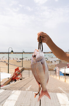 Fisherman holding sea bream in the hand