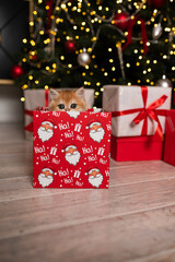 Scottish fold kitten in a New Year's gift box