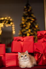 Scottish fold kitten in a New Year's gift box