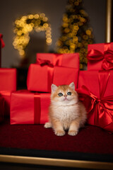 Scottish fold kitten in a New Year's gift box