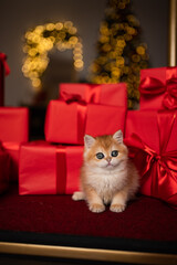 Scottish fold kitten in a New Year's gift box