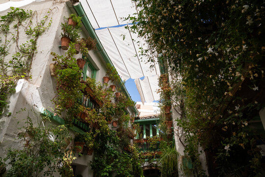 Patio full of plants in Cordoba, Spain
