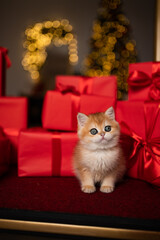 Scottish fold kitten in a New Year's gift box