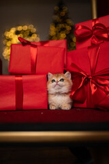 Scottish fold kitten in a New Year's gift box