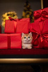 Scottish fold kitten in a New Year's gift box