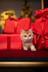 Scottish fold kitten in a New Year's gift box