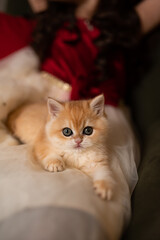 Scottish fold kitten in a New Year's gift box