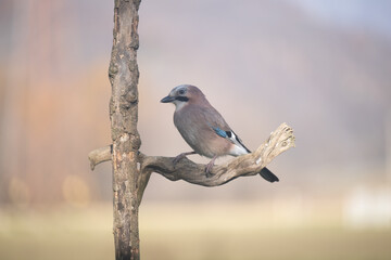 ucelli in volo