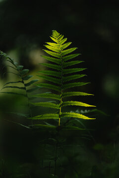Portrait of a plant in the forest or