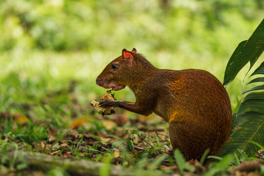 Portrait of a rodent eating