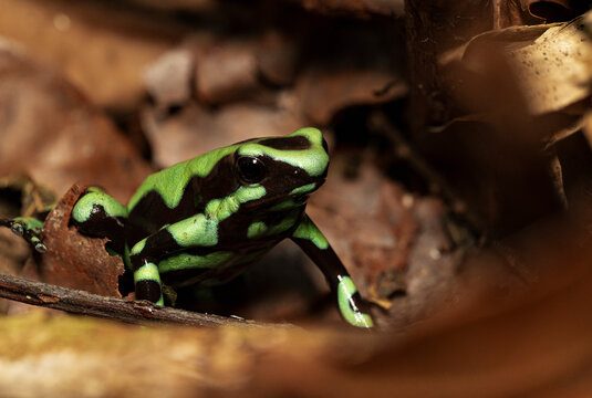 Portrait of a poison dart frog green and black on dead leaves