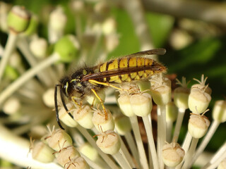 Male wasp (Vespula sp.) feeding on fatsia japonica